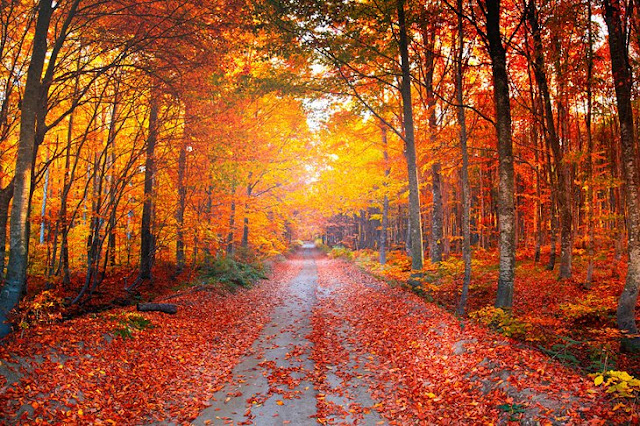 ألوان الخريف في حديقة أولوداغ الوطنية