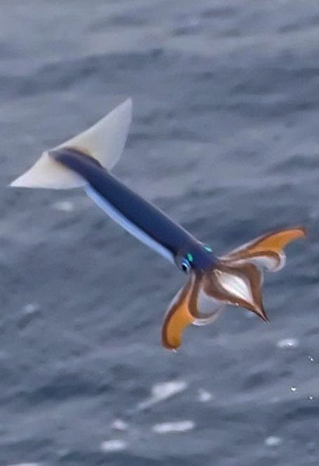 Furahan Biology and Allied Matters: It's a bird, it's a plane, it's a  flying squid!?