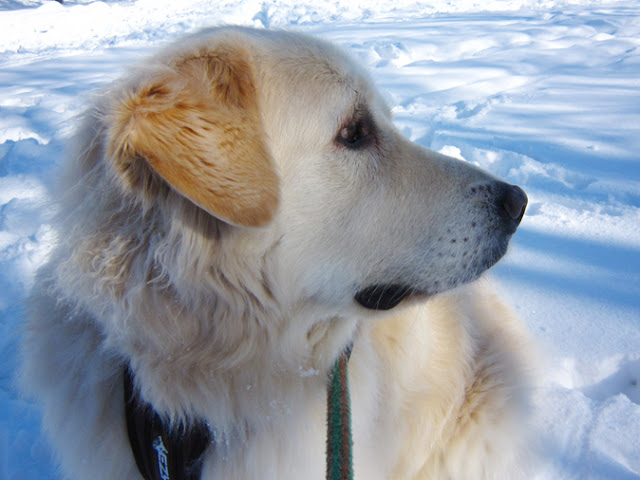 雪原での犬の横顔