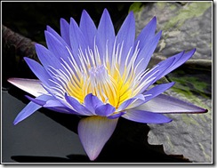 Water Lily Blue