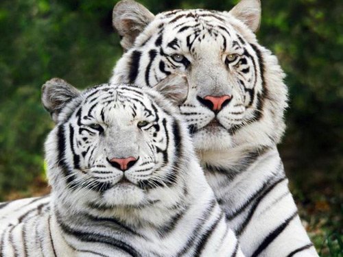 animal wallpapers. Animal Wallpapers