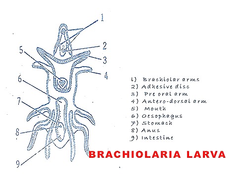 Brachiolaria larva