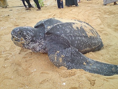 Penyu Belimbing mendarat di Rantau Abang, Terengganu