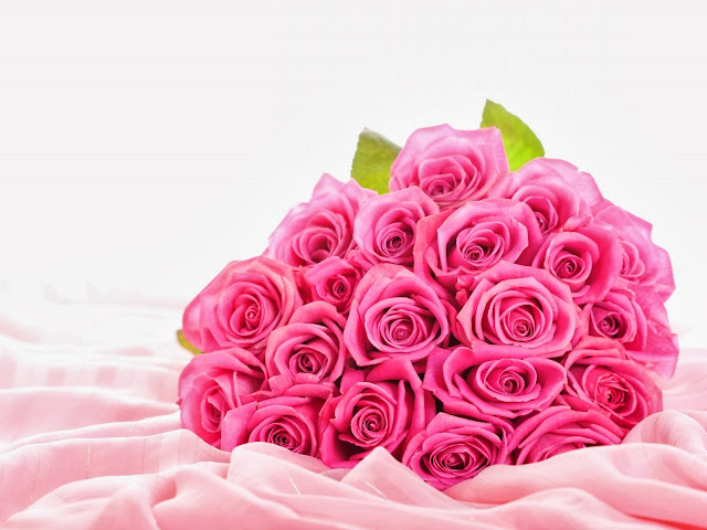 Pink Rose Wallpapers Free Download