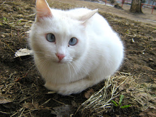 Cross-Eyed White Kitty