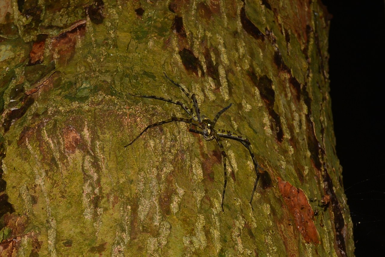 Heteropoda boiei