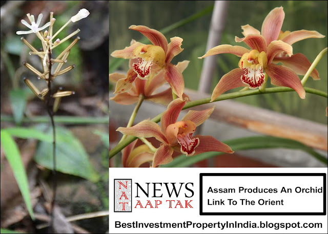 Assam Produces An Orchid Link To The Orient https://bestinvestmentpropertyinindia.blogspot.com/