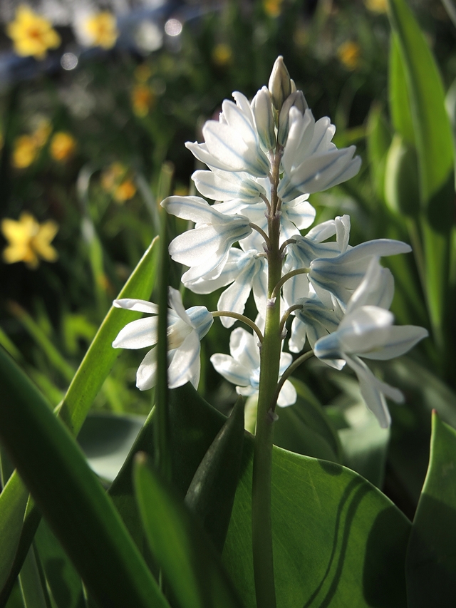 in mijn tuintjes: over #maaimeiniet en hoe ik dat doe en veel mooie blommen in maart en april,  ...