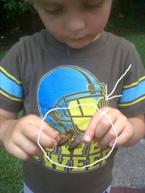 Anderson with cicadas