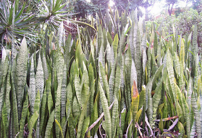 Mini-jungle of twisting 'Mother-in-law' plant leaves