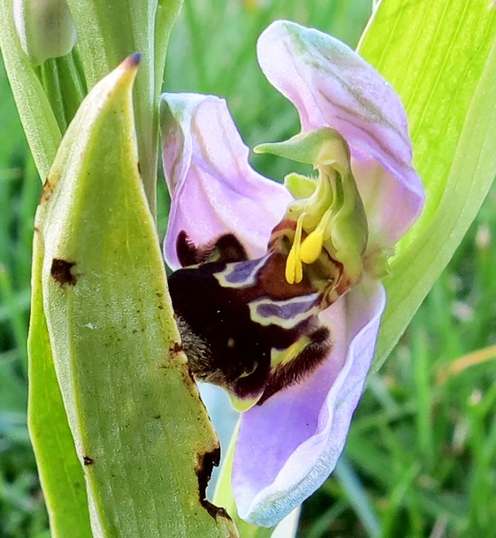 Fleur d'ophrys abeille