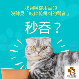 短毛貓與飼料碗