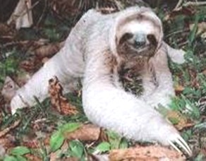 slowest-mammal-Sloth