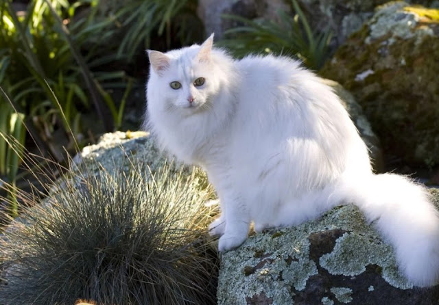 Kucing Anggora Putih, Langka, Dilindungi, Namun Banyak Dicari