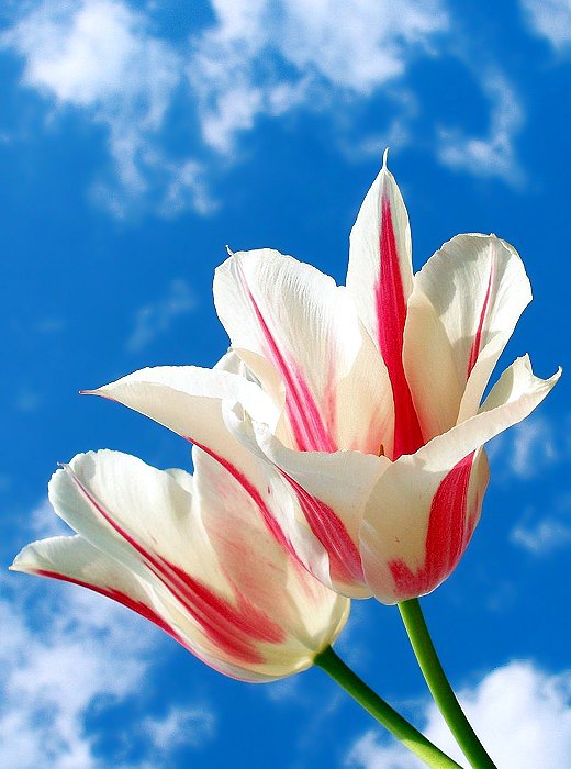 flowers wallpaper images. tulips flowers wallpaper