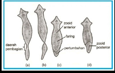 Reproduksi Platyhelminthes