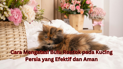 Cara Mengatasi Bulu Rontok pada Kucing Persia yang Efektif dan Aman