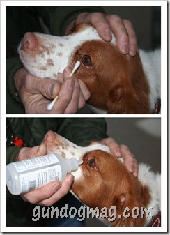 Cleaning-dogs-eyes