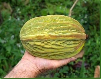 Theobroma bicolor