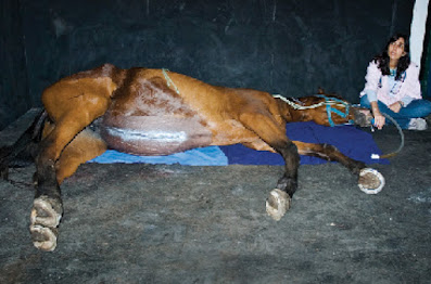 Sand colic in horses: Fundamentals of Diagnosis and Treatment
