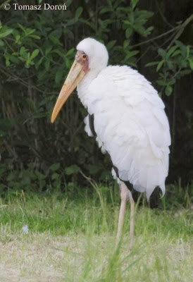 Tántalo malayo: Mycteria cinerea