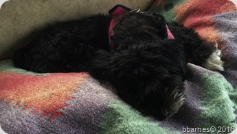 Maggie 03082016 Maggie 03082016