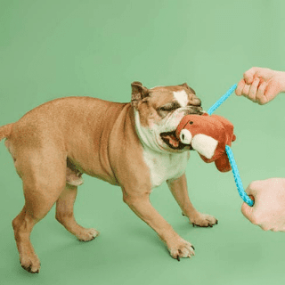cães e seu brinquedo favorito