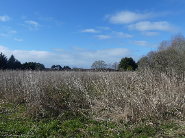 02: flat to distant trees