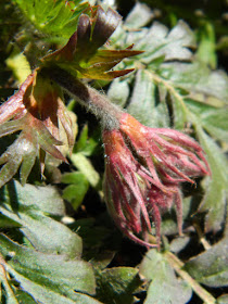 Geum triflorum Prairie Smoke in a Riverdale Toronto spring garden by garden muses-not another Toronto gardening blog