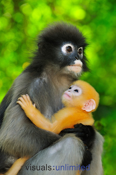 Orange Baby Monkey
