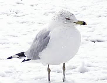 seagull leg, bird leg, bird withe, bird ice