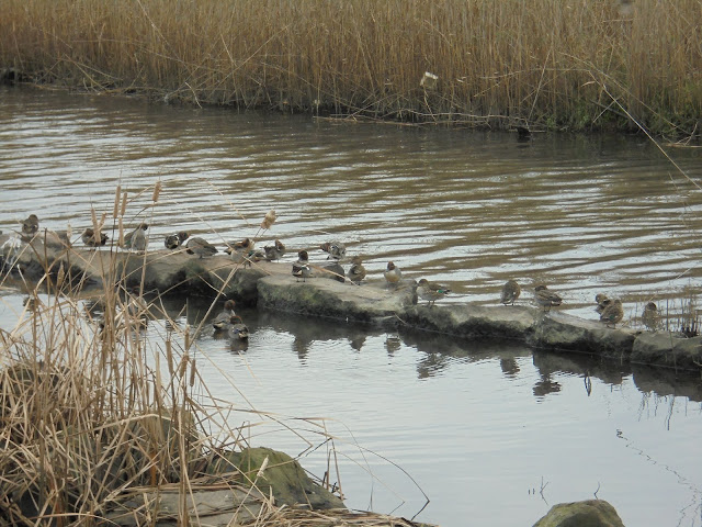 冬の弓ヶ浜公園の越冬したカモの群れ