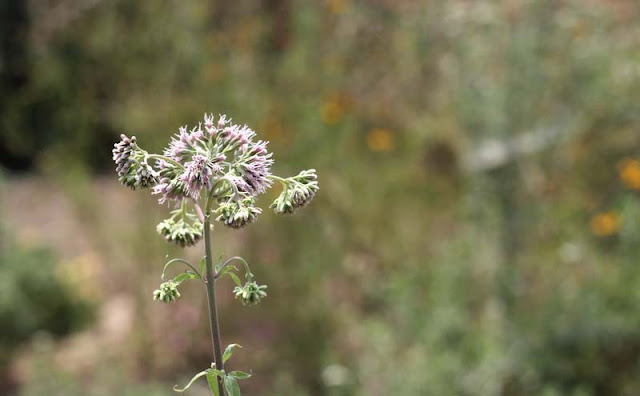 Joe-Pye Weed Flowers