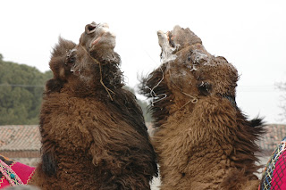 camels at close quarters