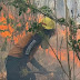 Incêndios florestais batem recordes na Venezuela
