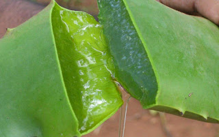 Aloe vera can overcome Hair loss