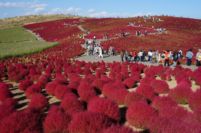 Flame-red bushes and tourists at Hitachi Seaside Park