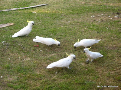  cockatoos on our lawn