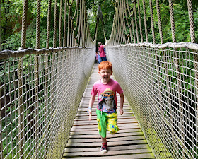 Alnwick garden treehouse bridge