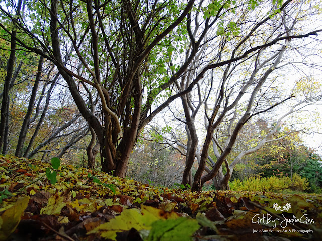 Newfoundland Photos