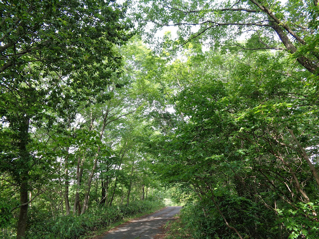 林道上中谷線遊歩道