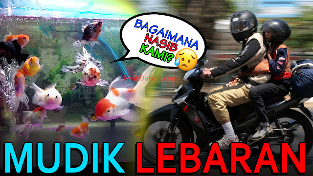 7 Tips Aman Meninggalkan Ikan Mas Koki Pergi Mudik Lebaran 1 Bulan Bebas Perawatan