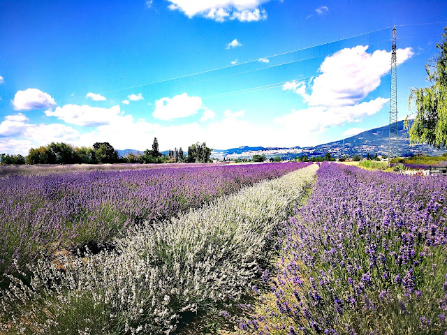 Il lavandeto di Assisi, foto di proprietà di Monica Gatti per il blog La Gatita e il Gattone in viaggio con