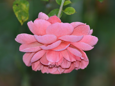 petalos color rosa