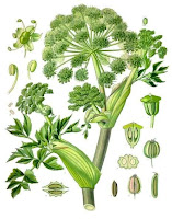 angélique officinale