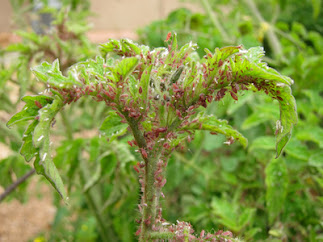 Aphids-wa-nyanya