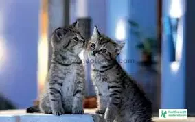 Couple Cat Pic - Cat Image Download 2023 - biraler pic - NeotericIT.com - Image no 10