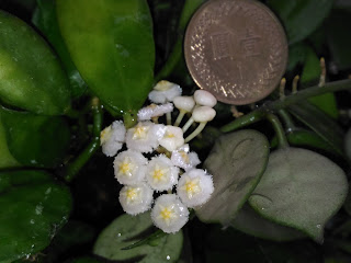 毛帽毬蘭~香香的花