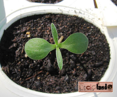 prima foglia vera Fiordaliso Riciclando