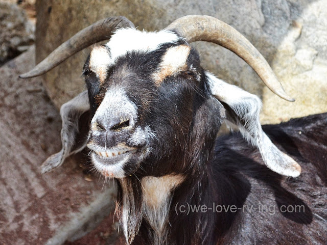 This goat is relaxed and enjoying the warm sun